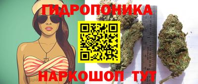 прущие грибы Будённовск